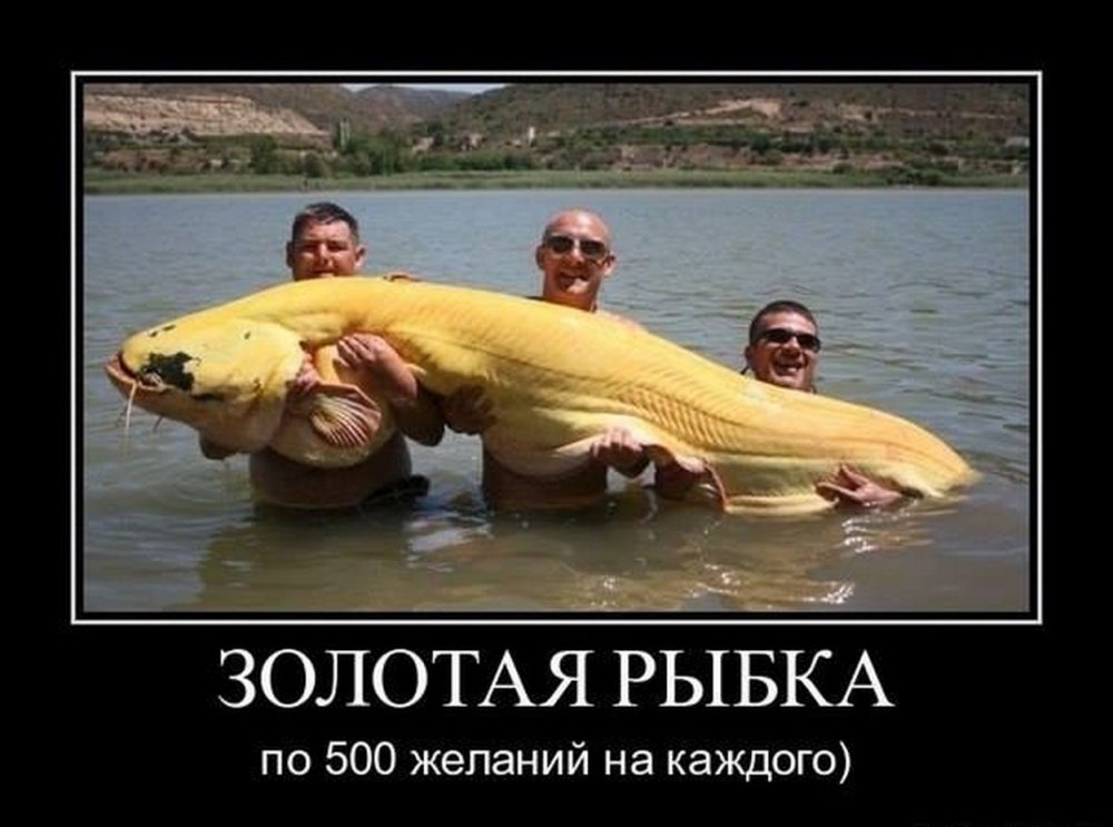 Золотая рыбка прикол