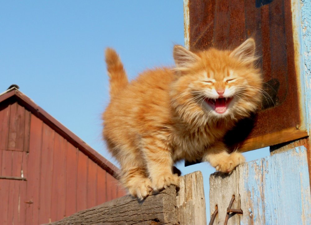 Рыжий котенок на заборе