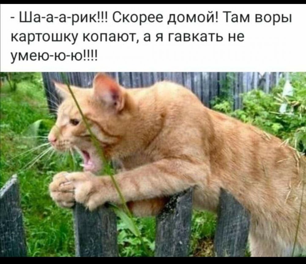 Приколы про кота Ваську