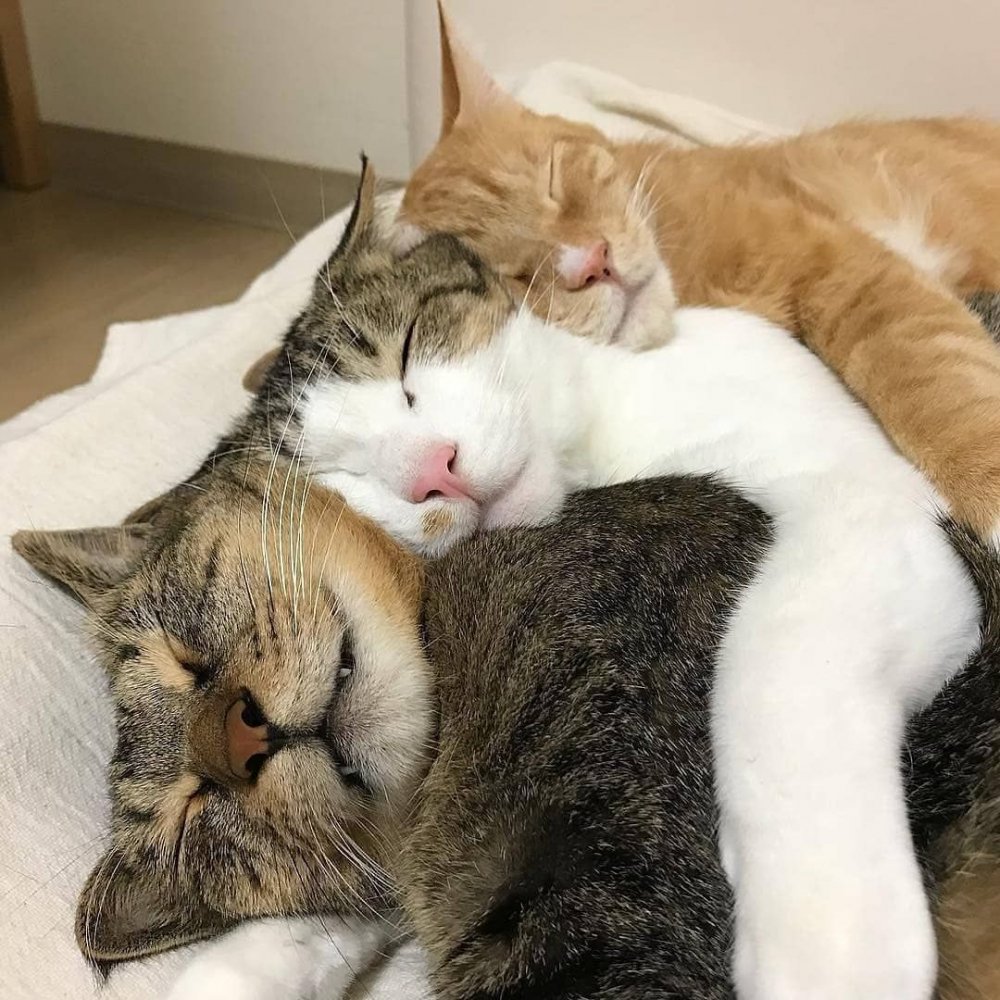 Кошечки спят в обнимку