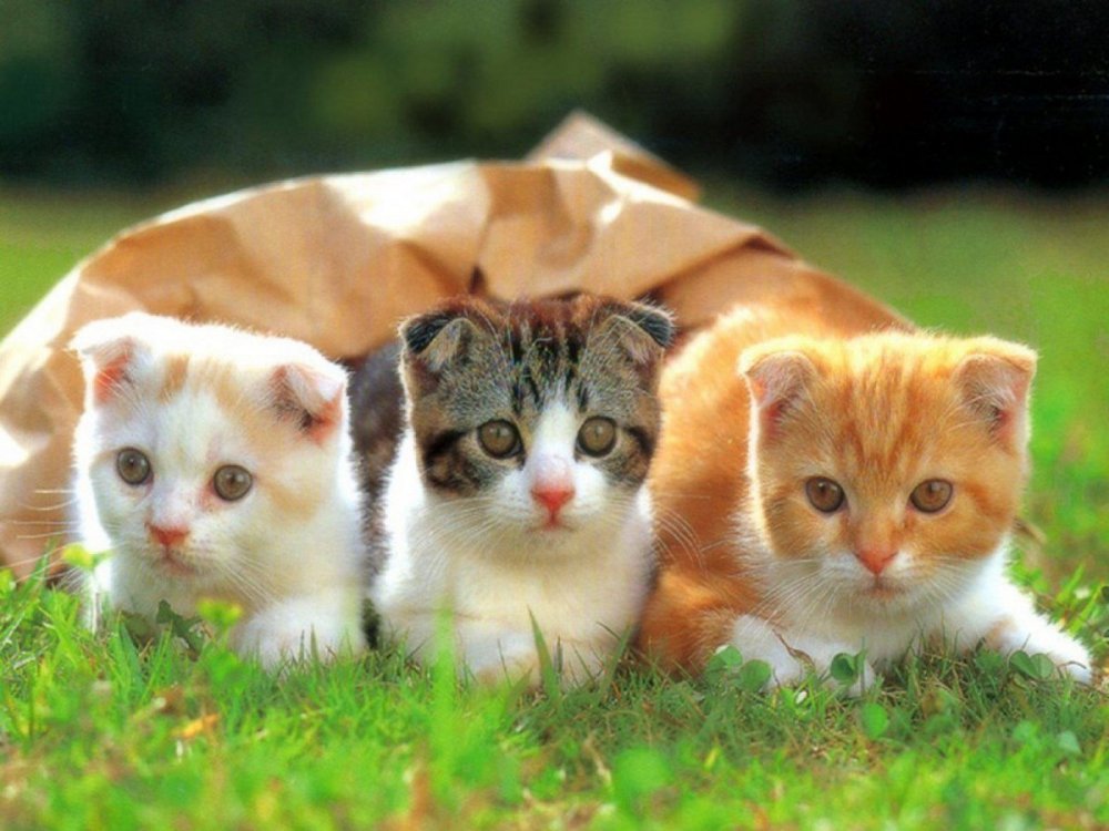 Три кошки прикольные