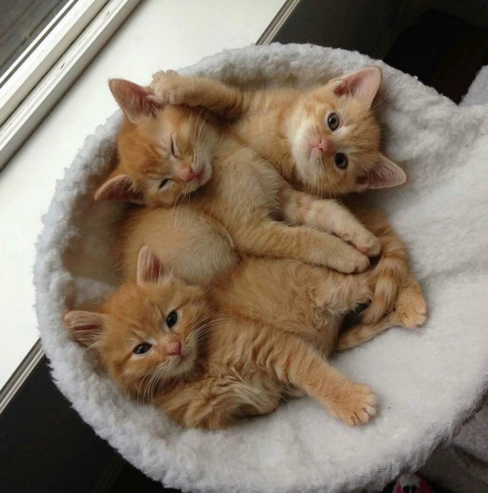 Четыре смешных кота