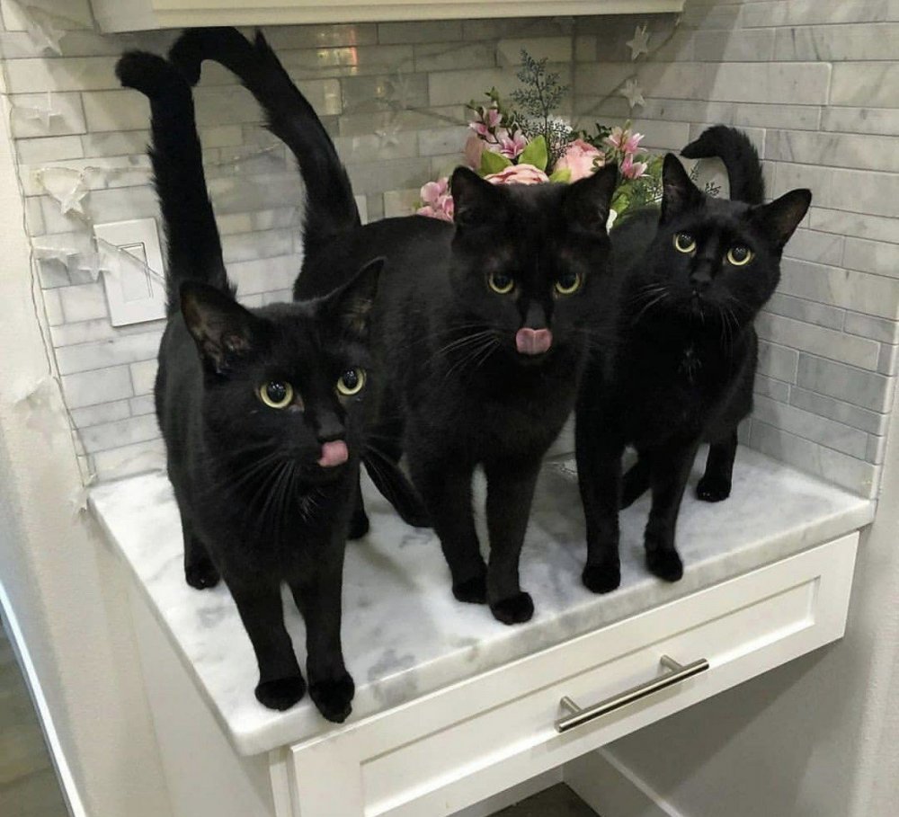 Смешные черные коты