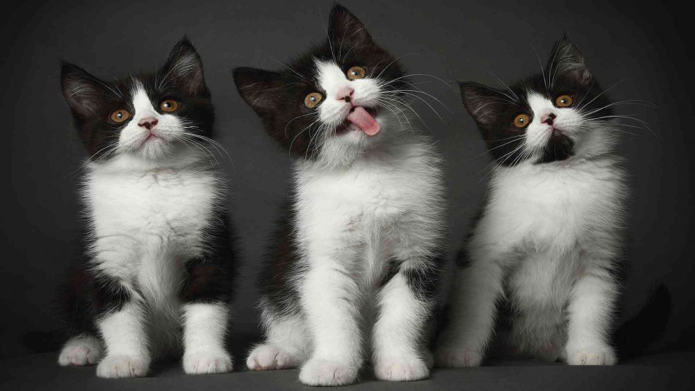 Трое котят