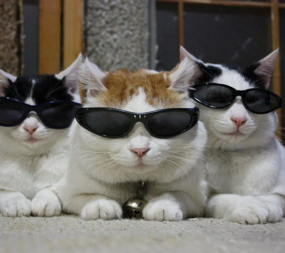 Три кошки в очках