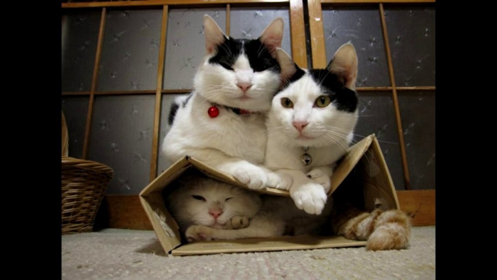 Кошки в коробках смешные