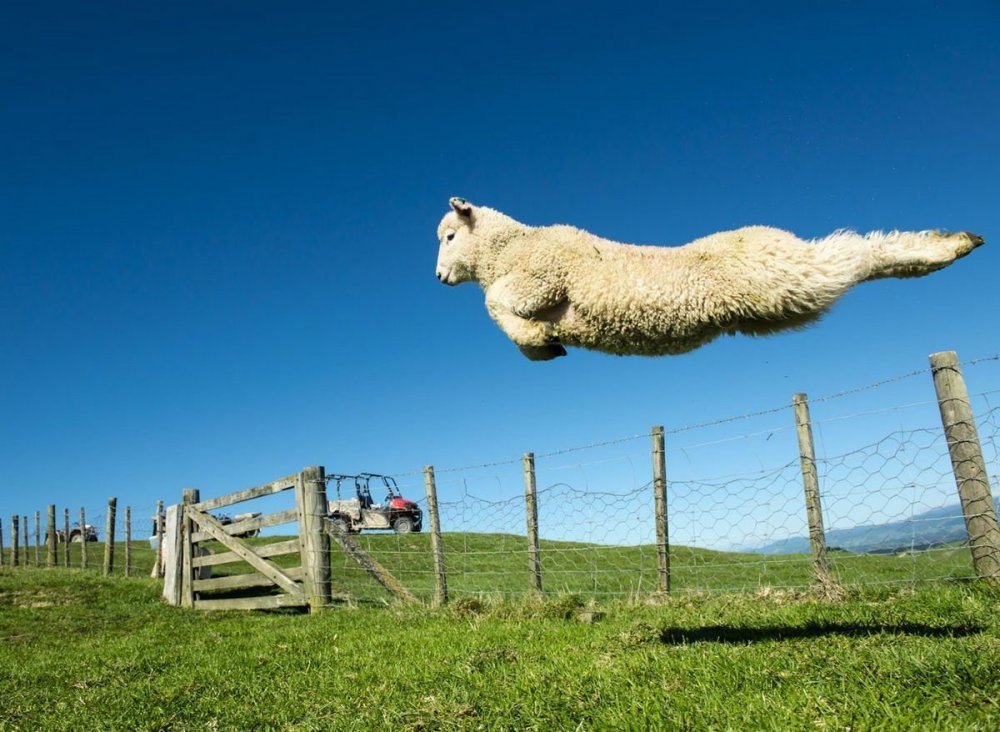 Овца прыгает