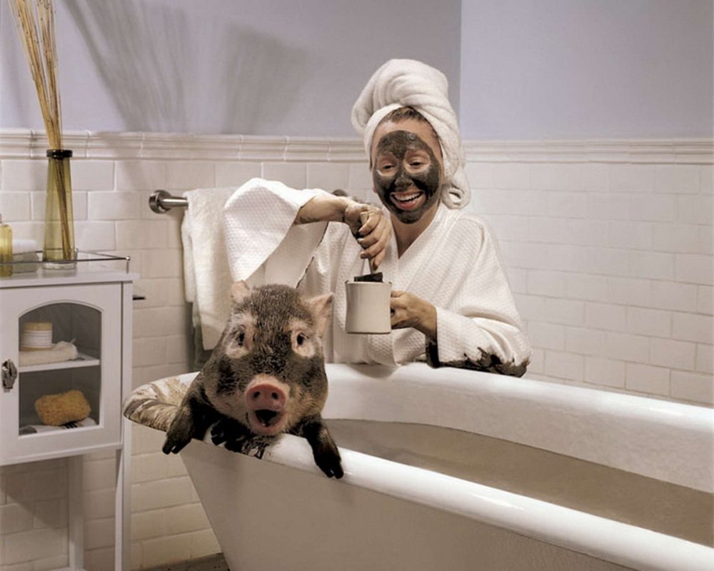 Свинья в ванной