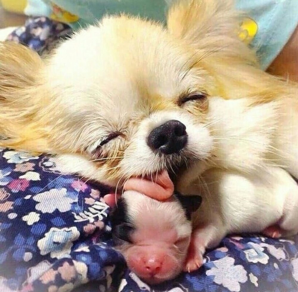 Новорожденные собачки