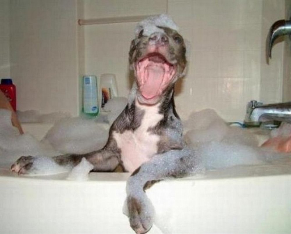 Весёлая собака в ванной