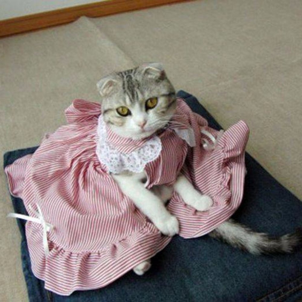 Кошка в платье