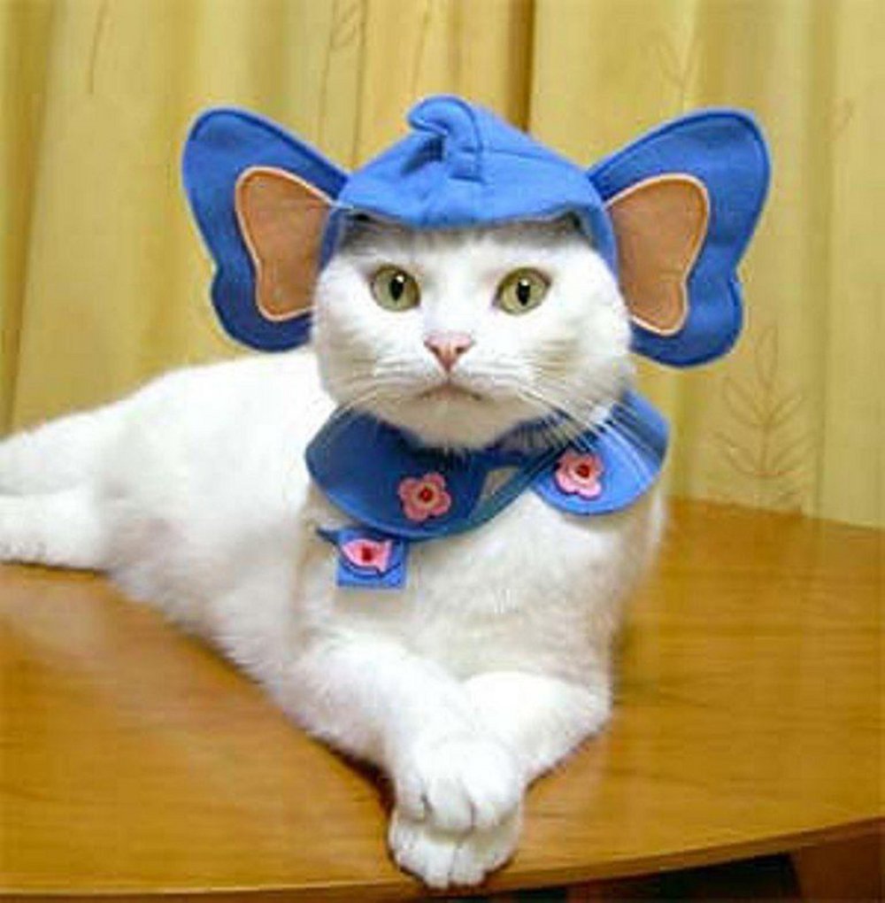 Прикольные костюмы для кошек