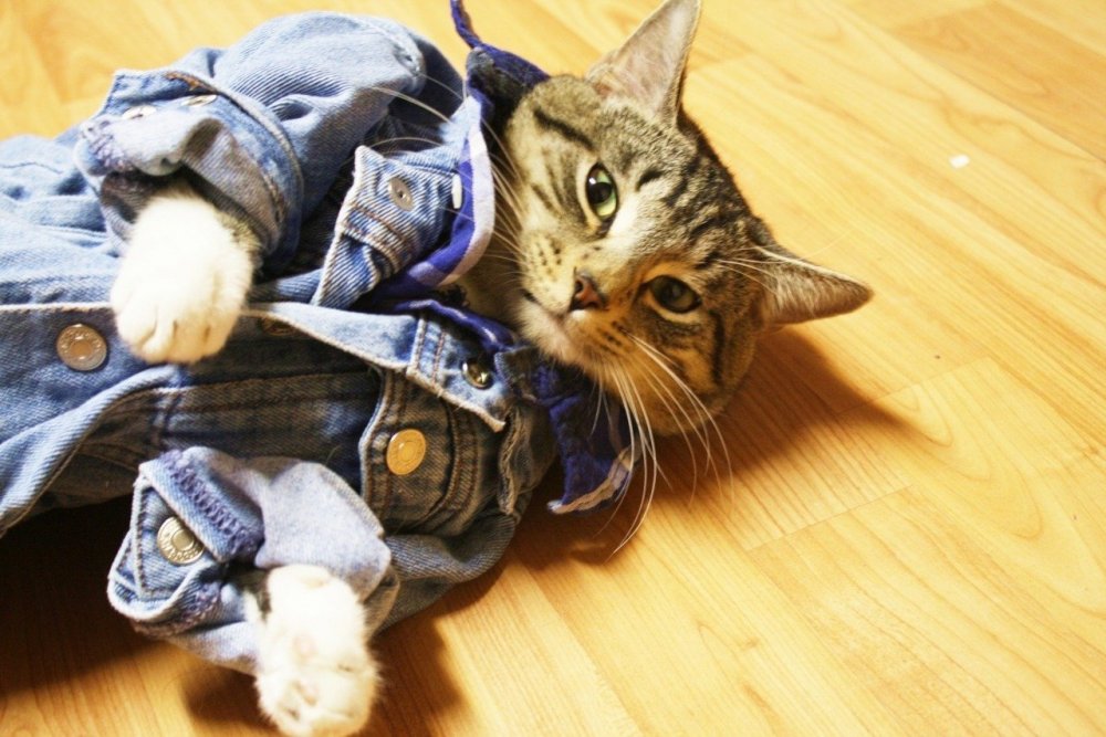 Кот в джинсах