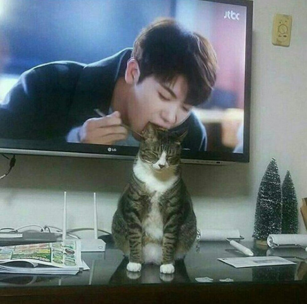 Коты в Корее