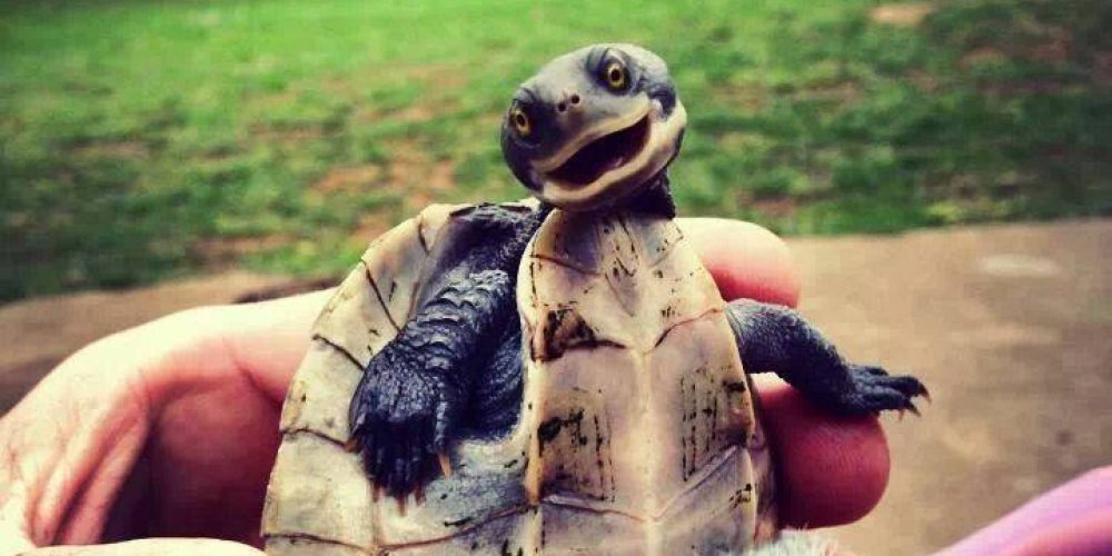 Черепаха улыбается