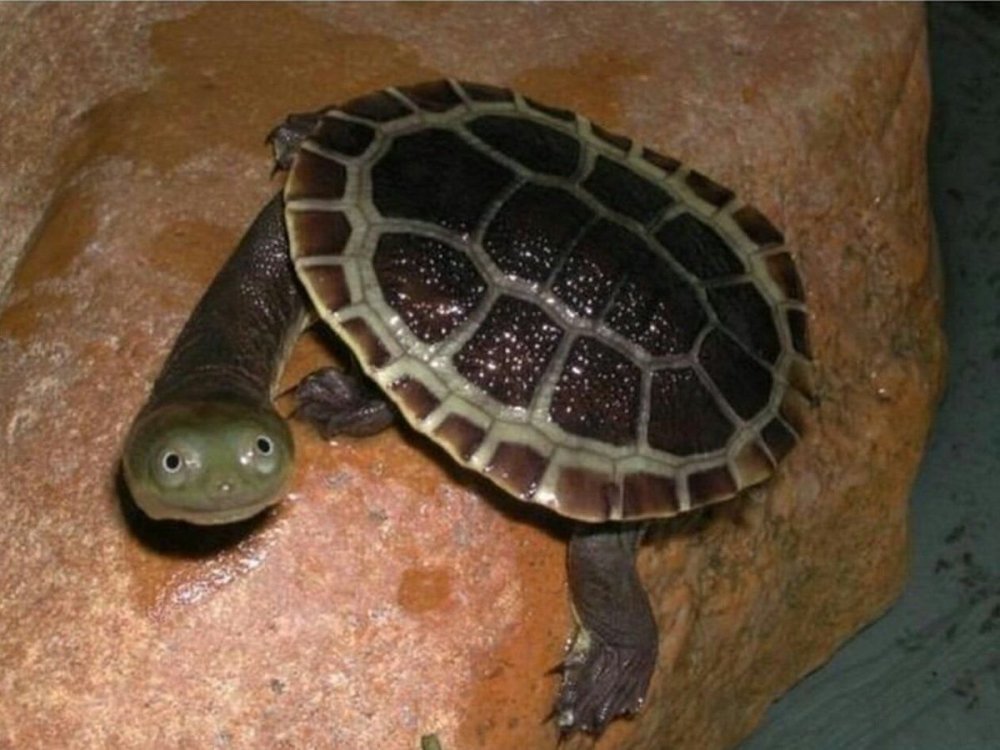 Недовольная черепаха