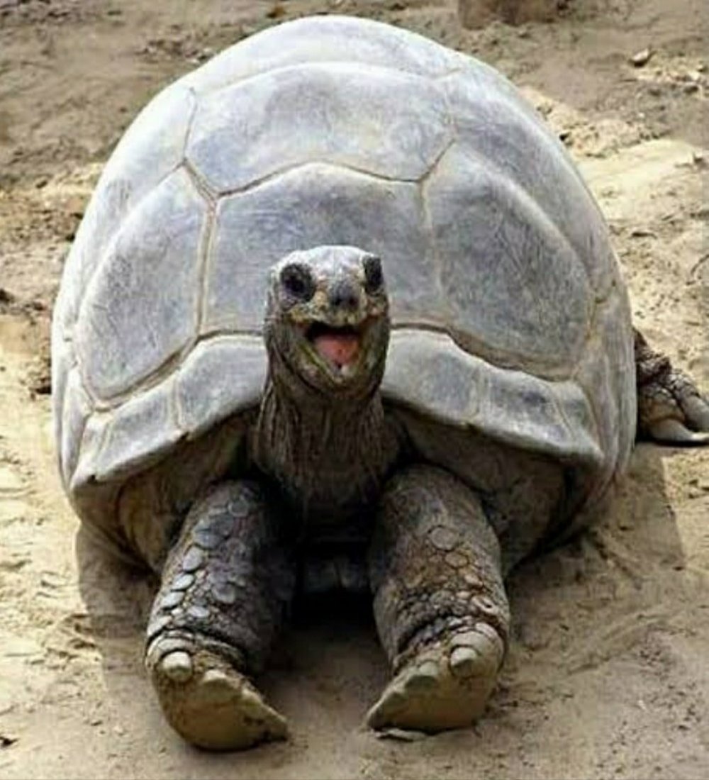 Смешные черепахи