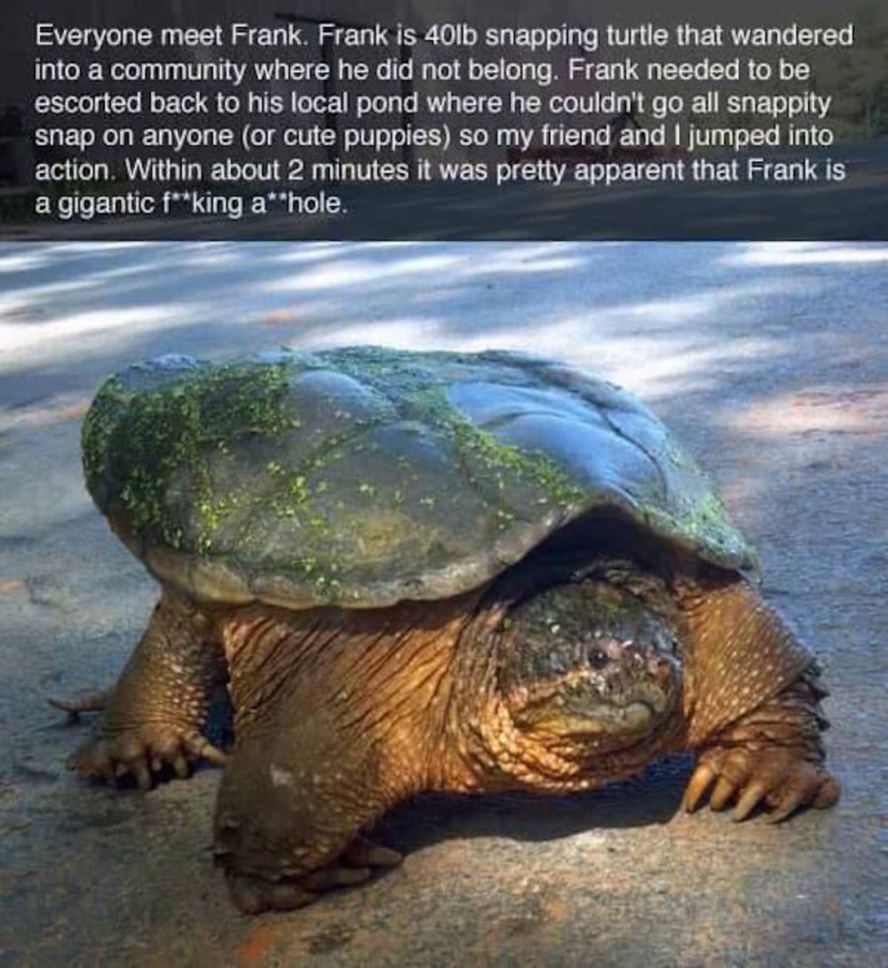 Смешные факты о черепахах