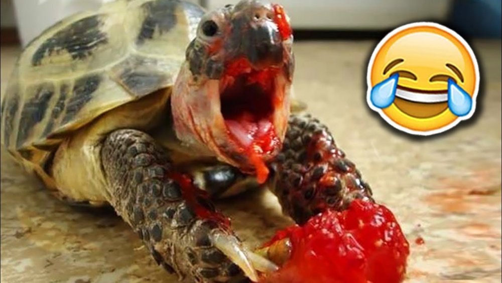 Черепаха ест помидорку