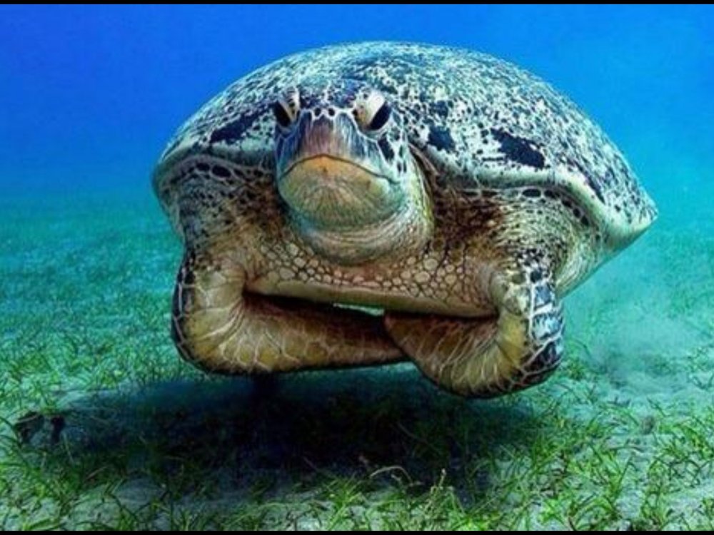 Смешная морская черепаха