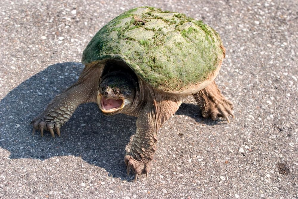 Стремная черепаха