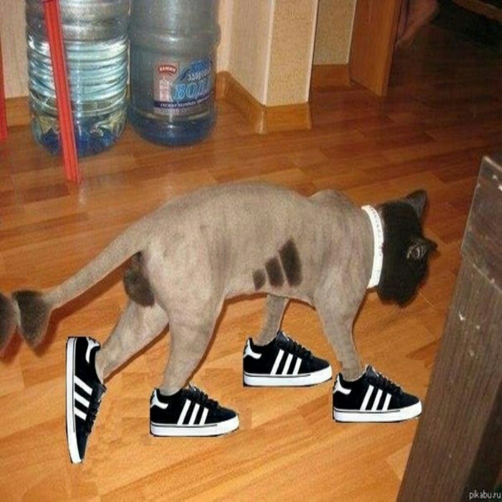 Кот в кроссовках