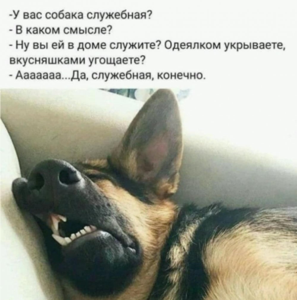 Анекдоты про собак