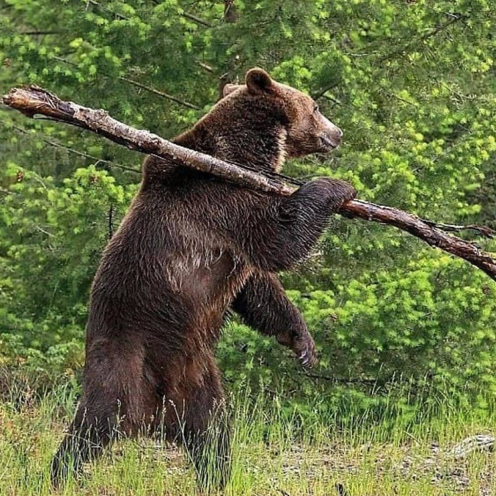 Медведь на бревне