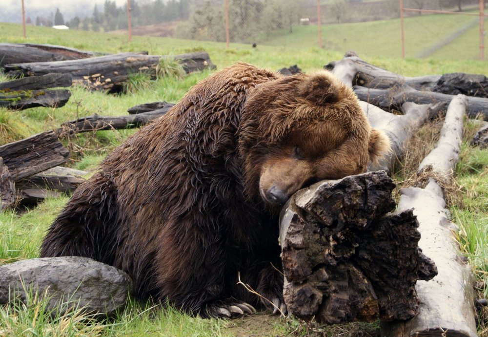 Медведь устал
