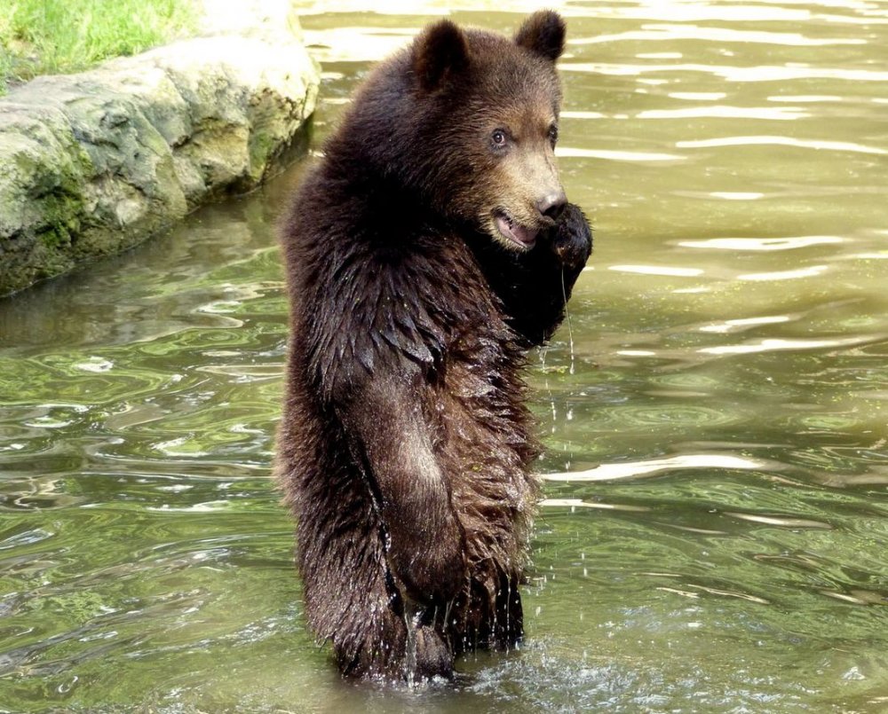 Медведь умывается