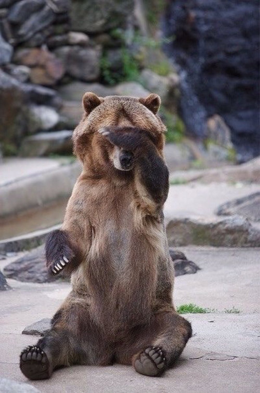 Медведь смеется