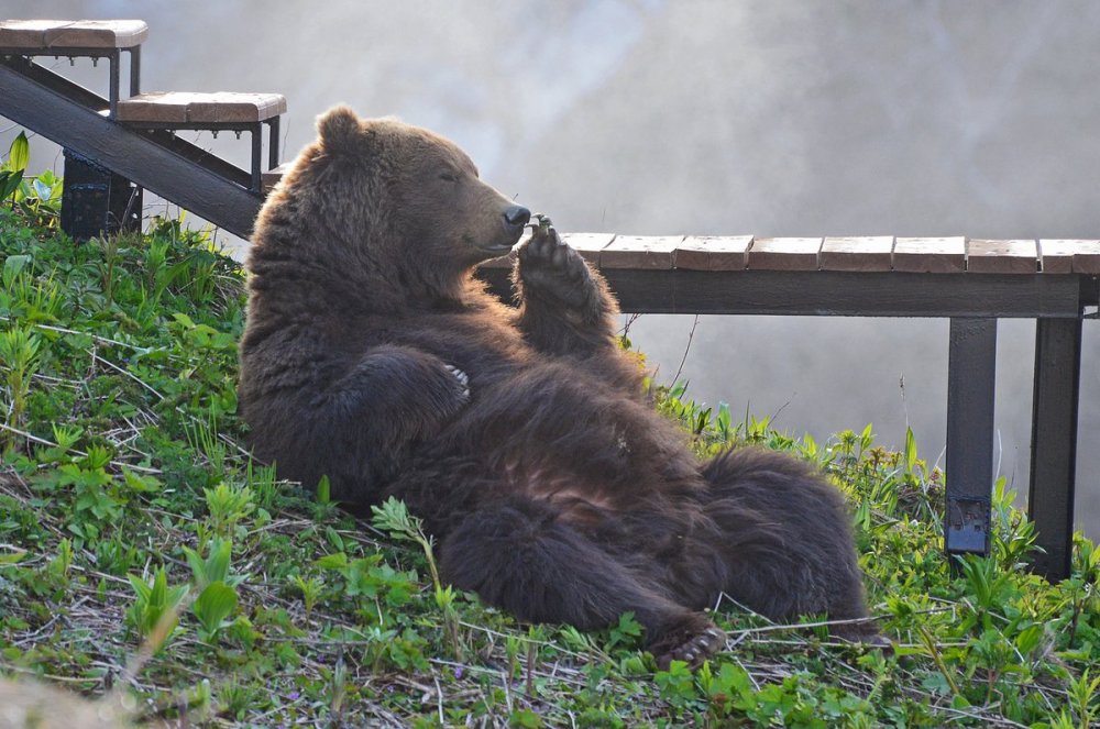 Медведь отдыхает