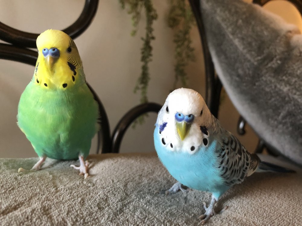 Забавные попугаи