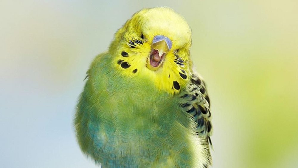 Смешные волнистые попугайчики