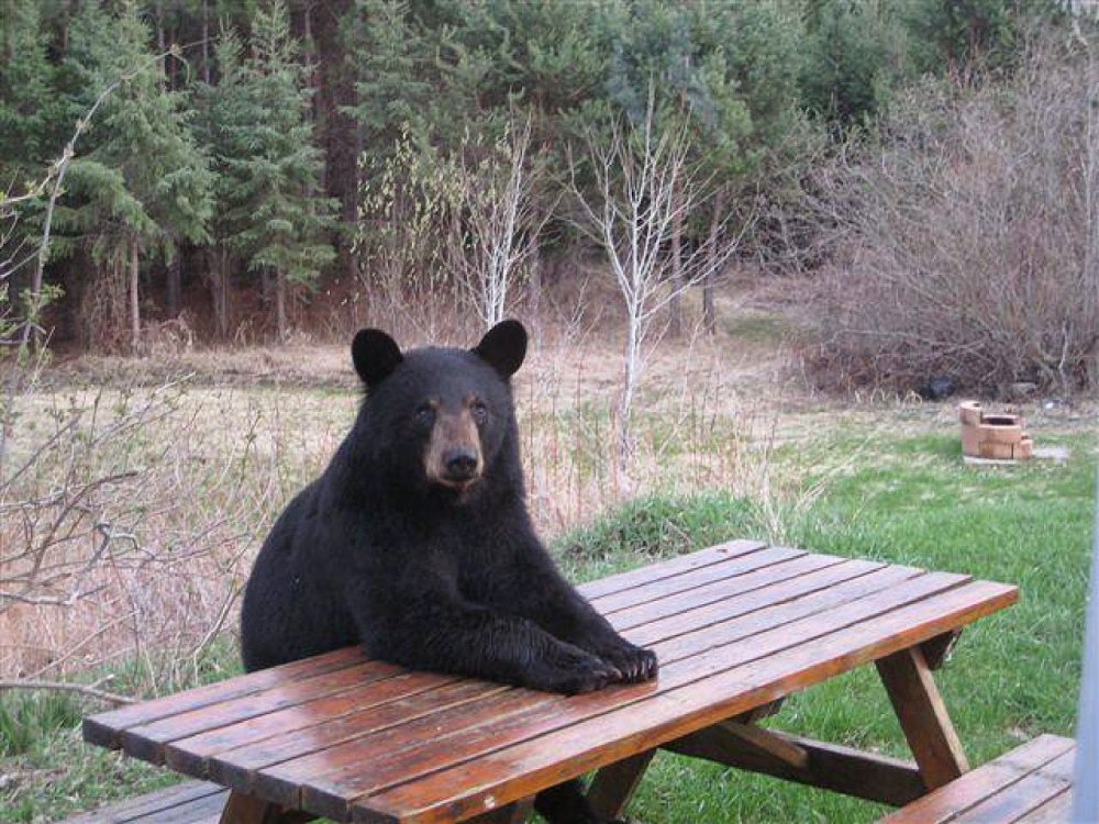 Медведь за столом