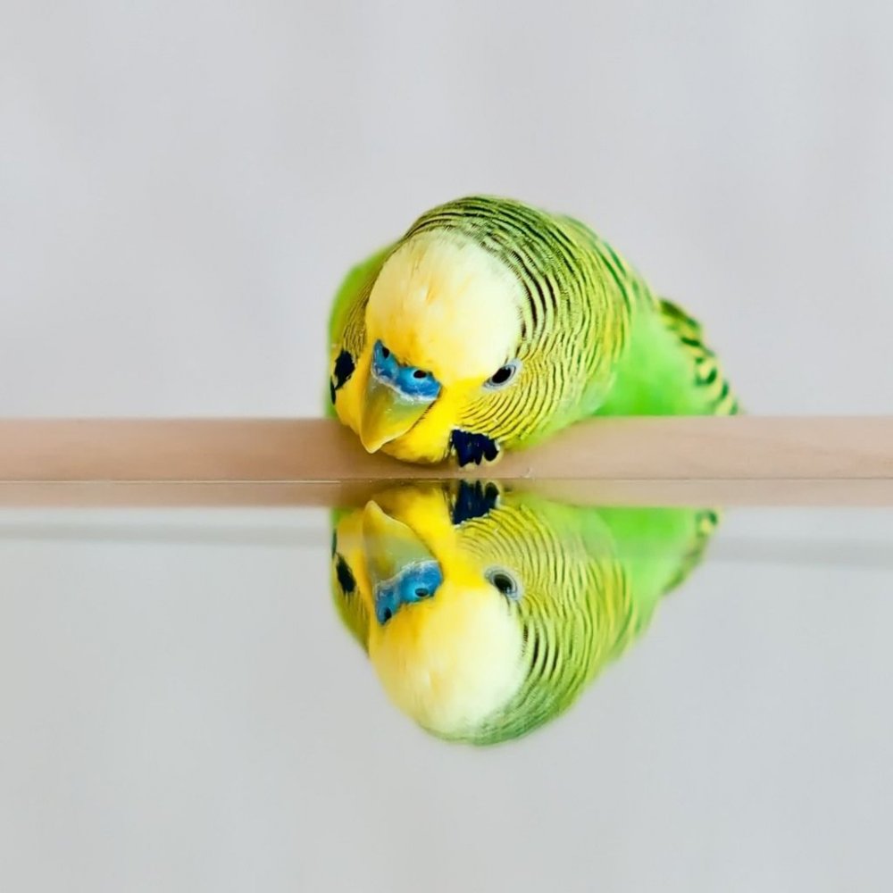 Смешные волнистые попугайчики