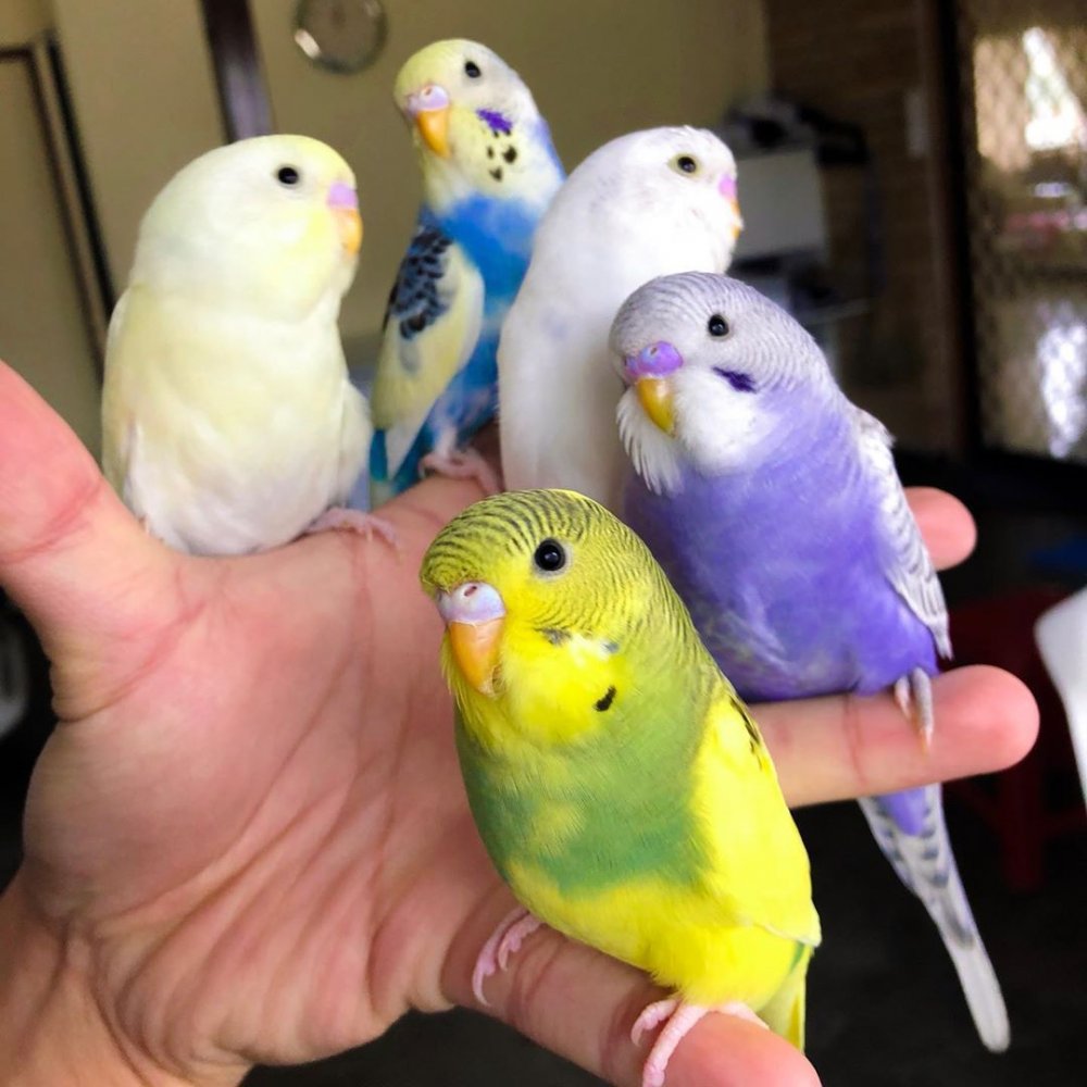 Игры для попугаев волнистых