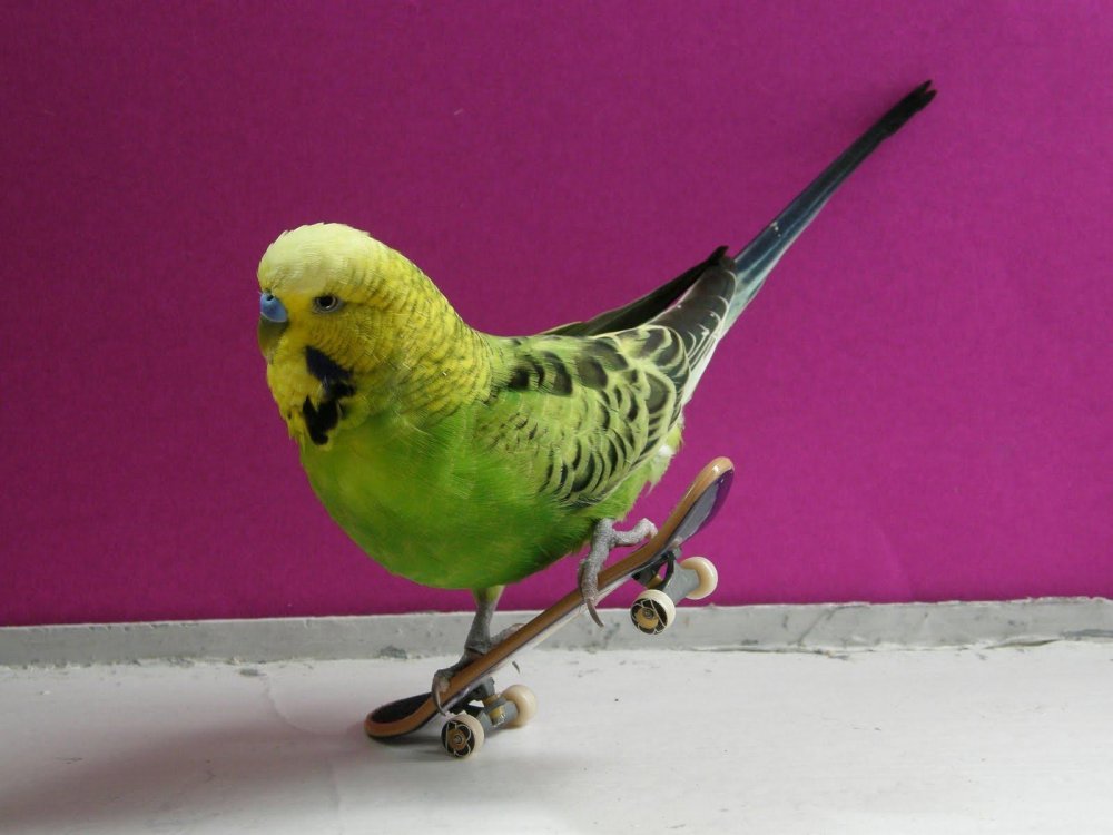Волнистый попугайчик на скейте