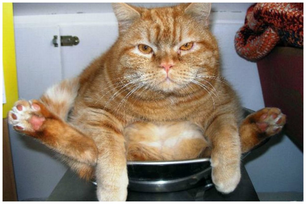 Жирный кот с надписью