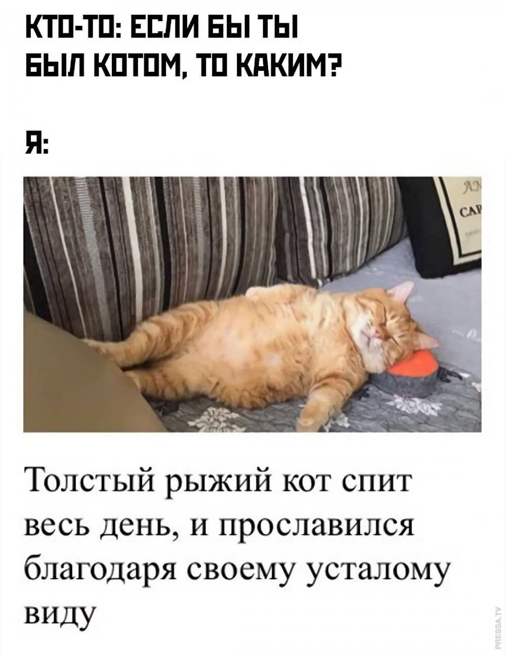 Толстый рыжий кот юмор