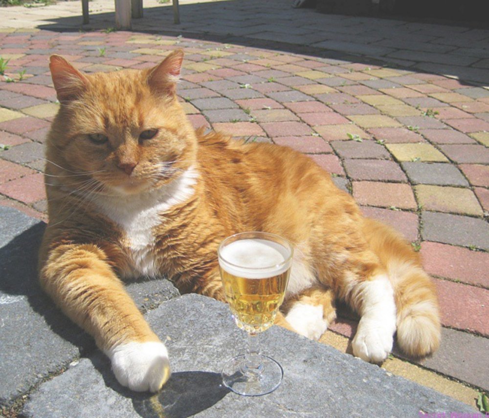 Рыжий кот с пивом