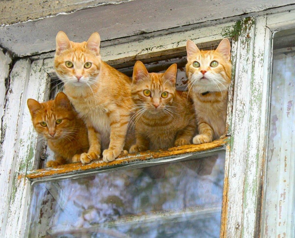 Банда рыжих котов