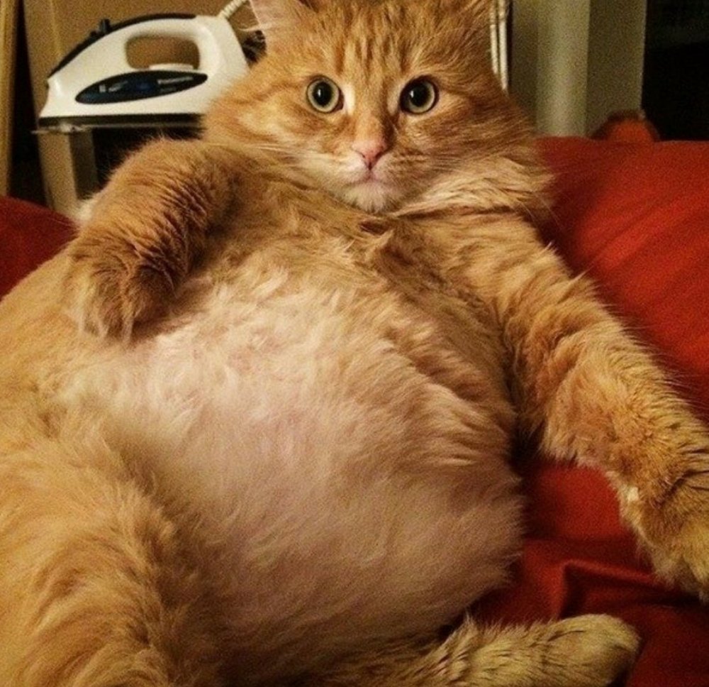 Смешной толстый рыжий кот
