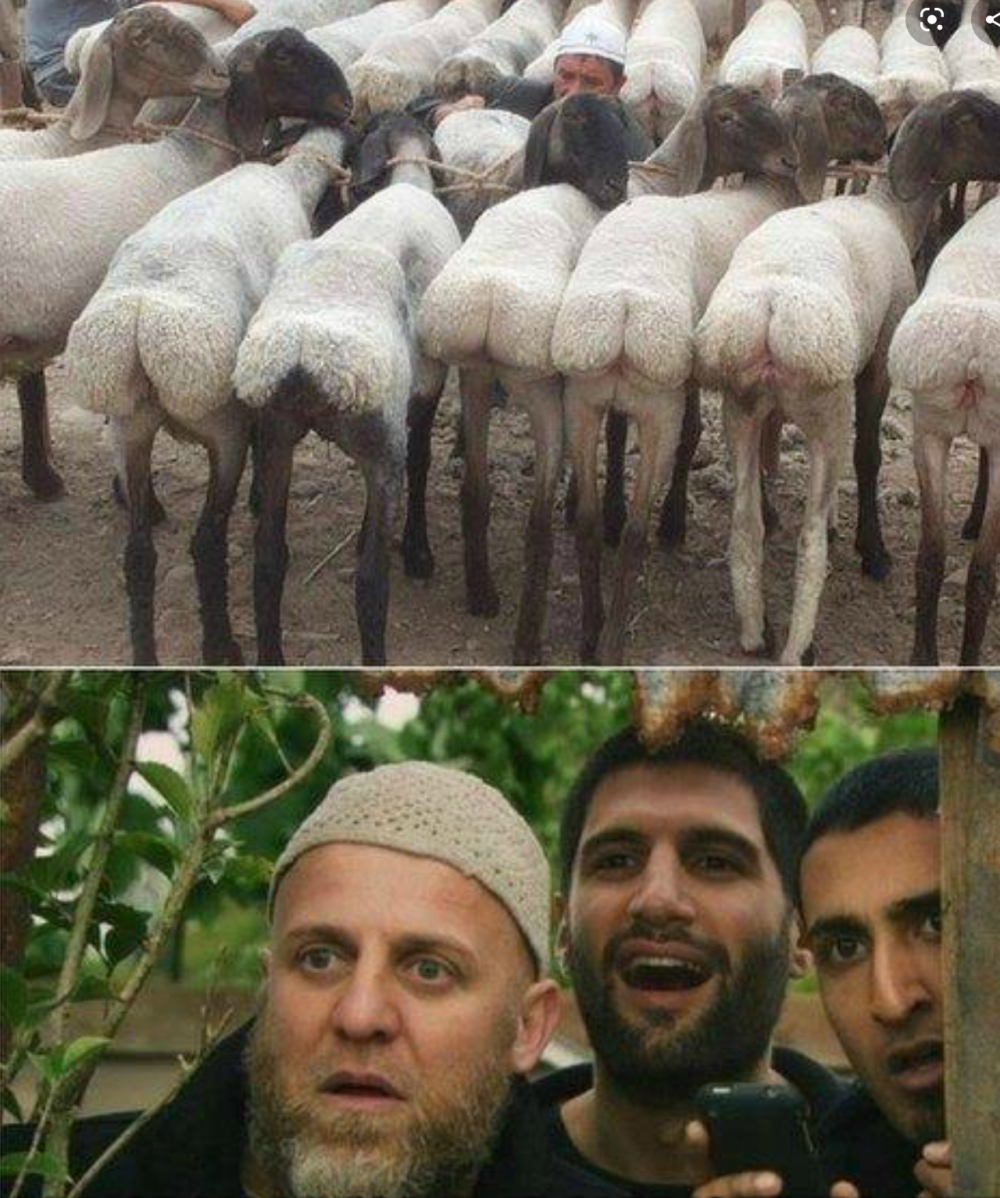 Шутки про чурок и овец
