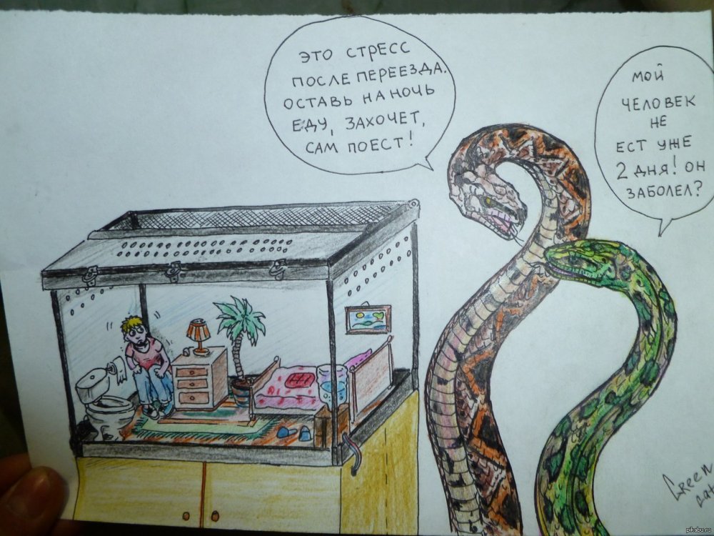 Шутки про змею