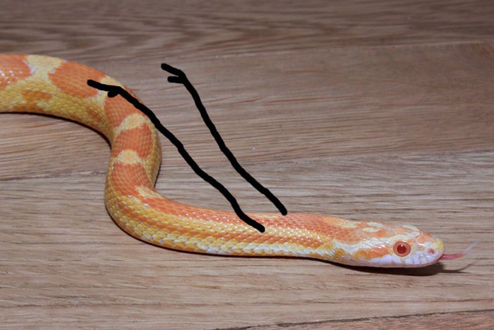 Змея на руке
