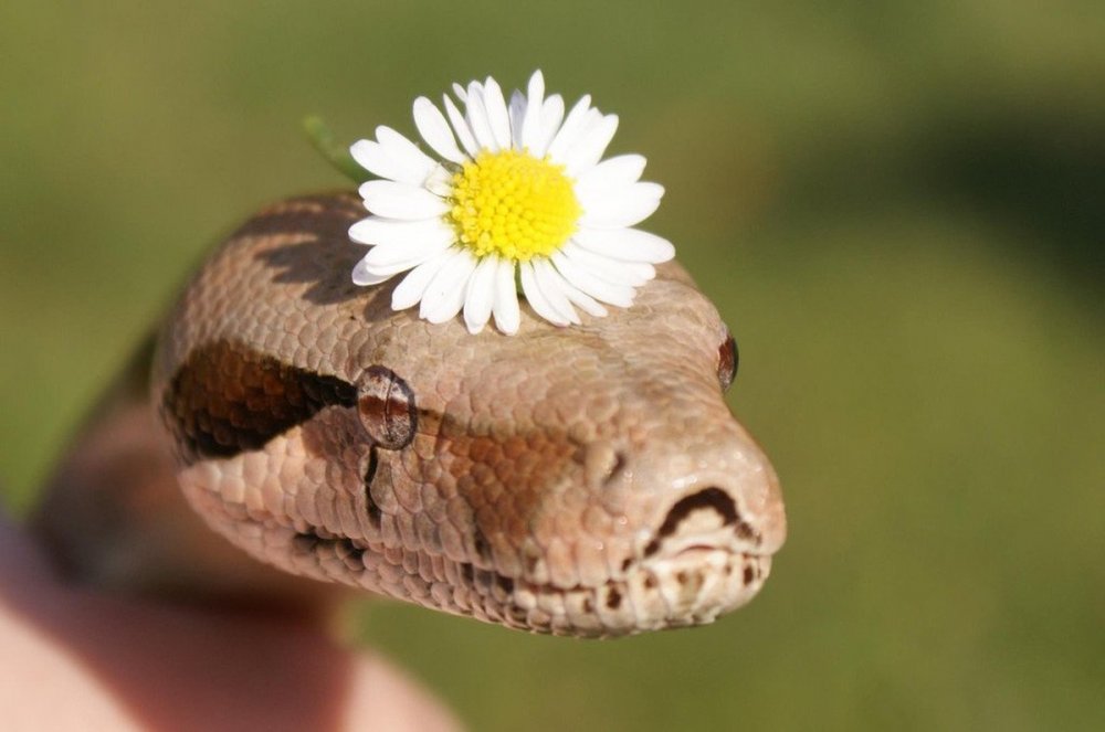 Змея с цветочком