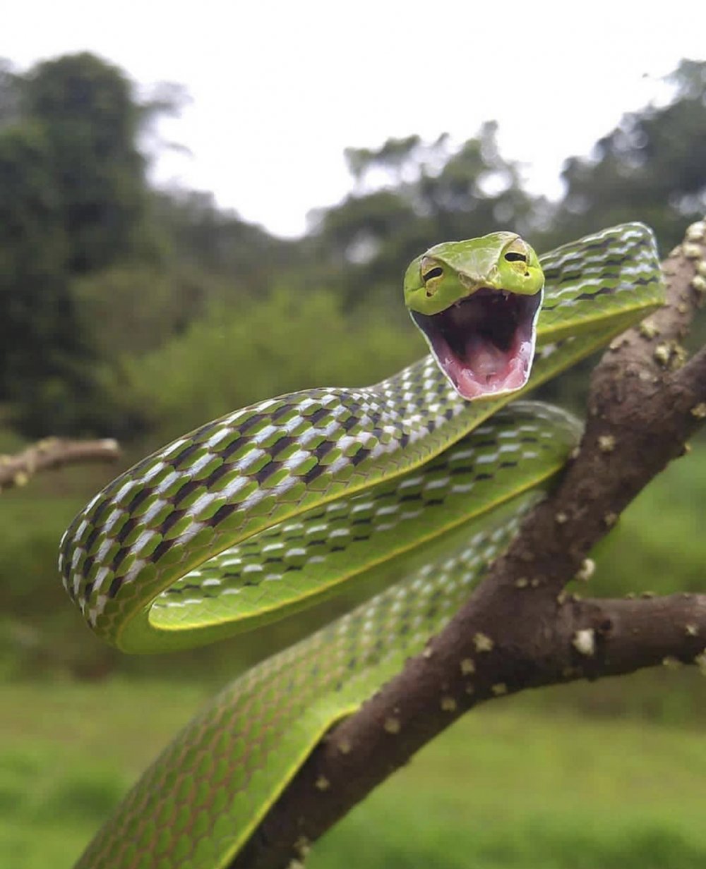 Изумрудная змея