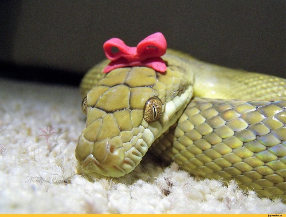 Змея улыбается