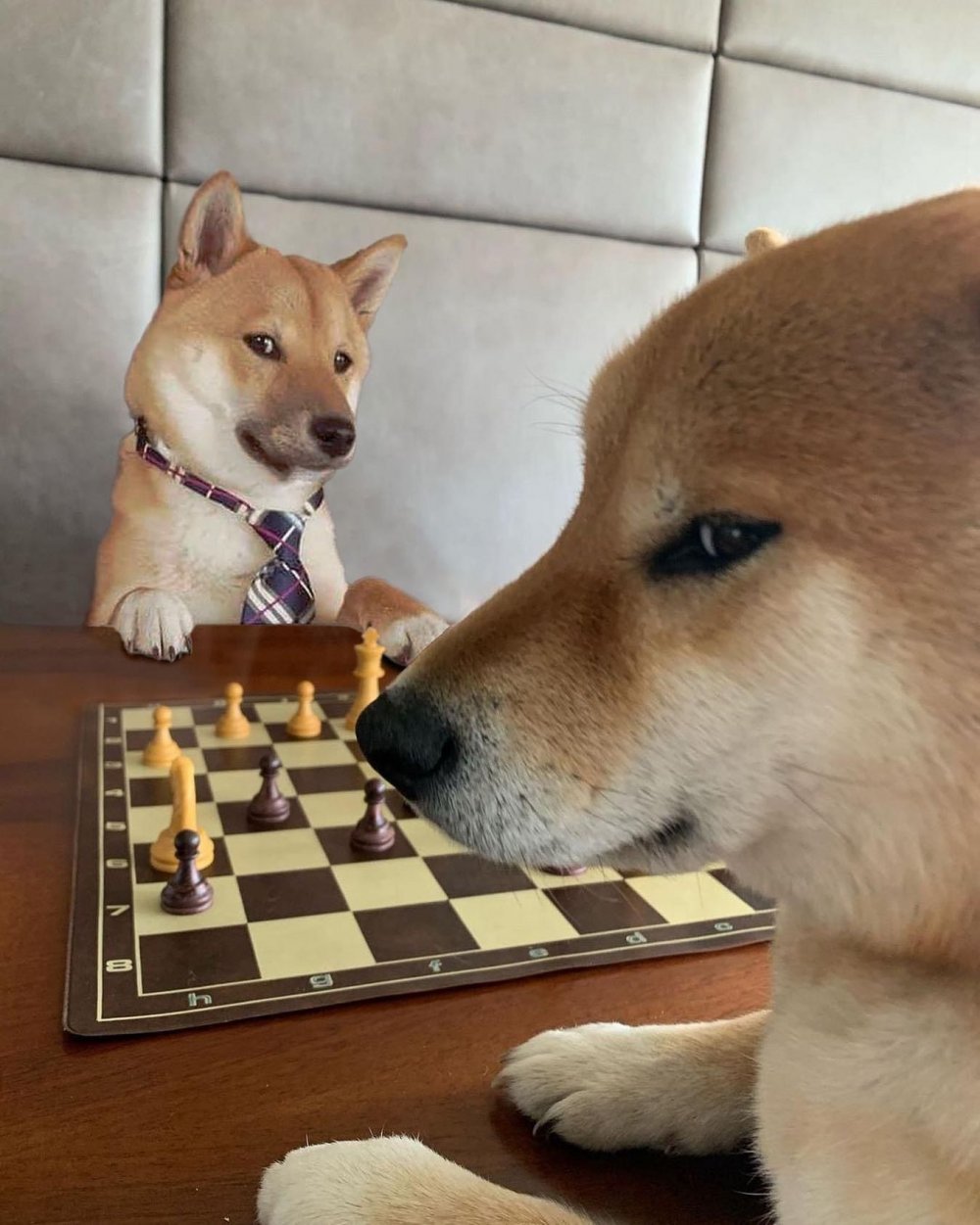 Собака и шахматы Мем